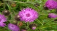 Centaurea